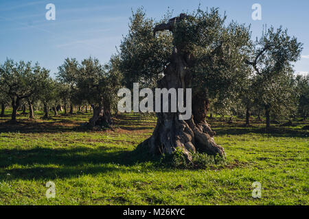 Typische apulische Landschaft mit alten Olivenbäumen Stockfoto