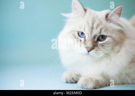 Eine weibliche Katze auf einem hellblauen Hintergrund Stockfoto