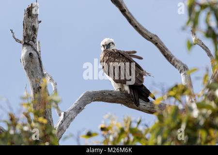 Eine östliche Fischadler (Pandion cristatus) in der Nähe von Meelup Bay, Dunsborough thront, auf der Halbinsel Naturaliste, Western Australia Stockfoto