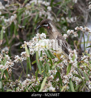 Eine Red Wattlebird (Anthochaera carunculata) Ernährung in einem Baum in der Nähe des Leuchtturm am Cape Naturaliste, Western Australia Stockfoto