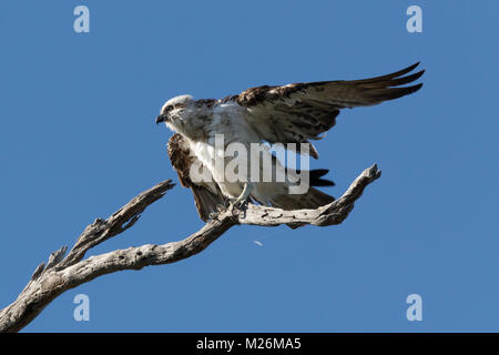 Eine östliche Fischadler (Pandion cristatus) mit Hoch-gestreckten Flügeln in der Nähe von Meelup Bay, Dunsborough, auf der Halbinsel Naturaliste, Western Australia Stockfoto