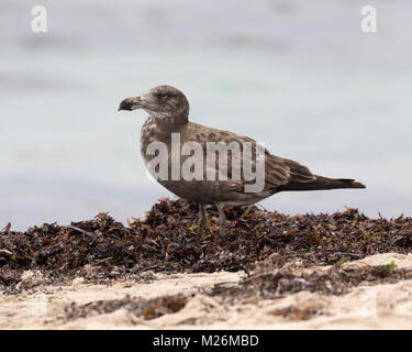 Ein Jugendlicher/unreife Pacific Möwe (Larus pacificus) an Eagle Bay in Meelup Regional Park, Naturaliste Halbinsel, Western Australia Stockfoto