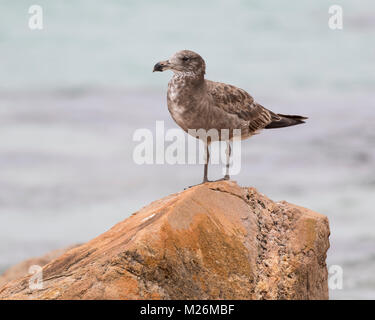 Ein Jugendlicher/unreife Pacific Möwe (Larus pacificus) an Eagle Bay in Meelup Regional Park, Naturaliste Halbinsel, Western Australia Stockfoto