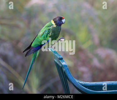 Eine australische Ringneck Parrot (Barnardius zonarius) auf der Rückseite der Garten Stuhl auf Molloy Insel gelegen, in der Nähe von Augusta, Western Australia Stockfoto