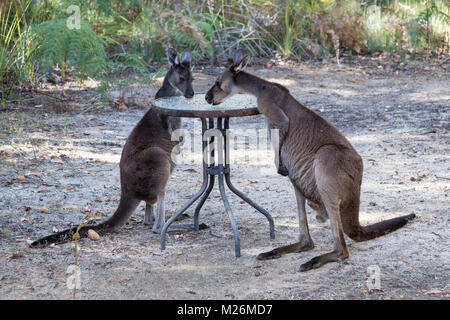 Zwei westlichen grauen Känguruhs (Macropus Fuliginosus) Fütterung mit Samen für Sie auf Molloy Insel, in der Nähe von Augusta, Western Australia Stockfoto