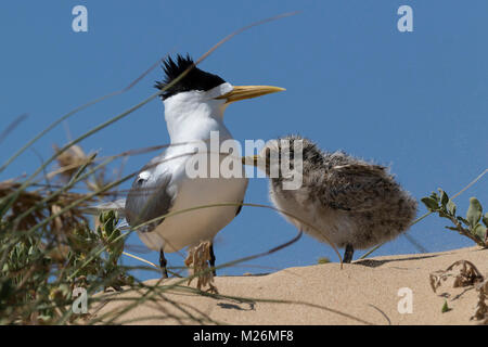 Ein Crested Tern (Thalasseus bergii) und Chick auf einer Sanddüne auf Penguin Island, Western Australia Stockfoto