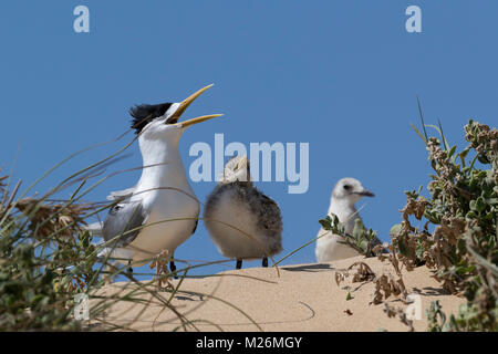 Ein Crested Tern (Thalasseus bergii) und Chick, mit Marodierenden silberne Möwe (Chroicocephalus novaehollandiae) hinter - Penguin Island, Western Australia Stockfoto