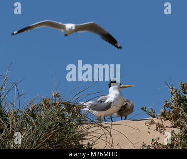 Ein Crested Tern (Thalasseus bergii) und Chick, mit einer marodierenden silberne Möwe (Chroicocephalus novaehollandiae) Overhead, Penguin Island, W Australien Stockfoto