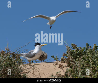 Ein Crested Tern (Thalasseus bergii) und Chick, mit einer marodierenden silberne Möwe (Chroicocephalus novaehollandiae) Overhead, Penguin Island, W Australien Stockfoto