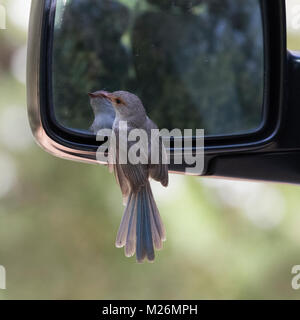 Eine weibliche Herrliche Märchen wren (Malurus splendens) an ihrer eigenen Reflexion in einem Auto Rückspiegel - Dunsborough suchen, Western Australia Stockfoto