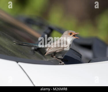 Eine weibliche Herrliche Märchen wren (Malurus splendens), die nach dem Angriff auf seine Reflexion in einem Auto Windschutzscheibe - Dunsborough singt, Western Australia Stockfoto