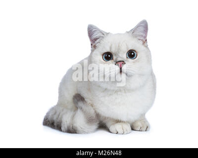 Silber Tabby Seal Point Britisch Kurzhaar Festlegung seitlich an der Kamera auf weißem Hintergrund. Stockfoto