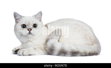 Silber Tabby Seal Point Britisch Kurzhaar zur Festlegung mit Schwanz zusammengerollt auf weißem Hintergrund. Stockfoto