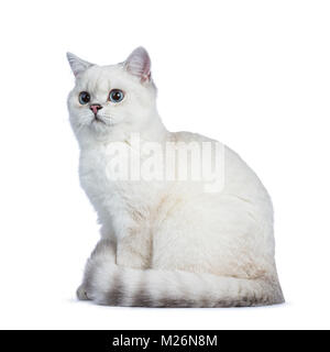 Silber Tabby Seal Point Britisch Kurzhaar zur Seite legen und sich auf die Seite, auf weißem Hintergrund. Stockfoto