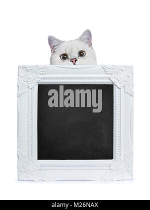 Silber Tabby Seal Point Britisch Kurzhaar Holding/hinter einem weißen Bilderrahmen mit schiefertafel neugierig auf weißem Hintergrund isoliert. Stockfoto