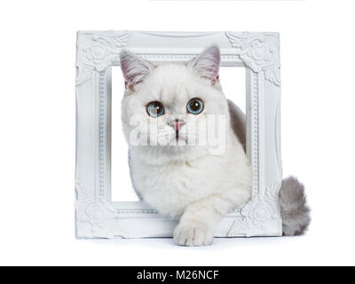 Silber Tabby Seal Point Britisch Kurzhaar Festlegung durch weiße Bilderrahmen mit der einen Pfote über den Rand auf weißem Hintergrund. Stockfoto