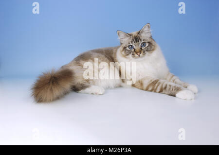 Seal Tabby Point Birma Katze liegend auf blauem Hintergrund Stockfoto