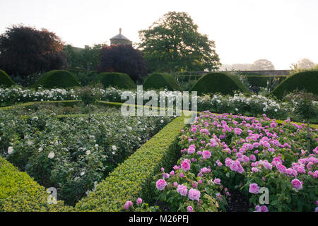 Rosa 'compte de Chambord' und Rosa "Eisbergs" von einer Box Hecke umgeben in der rose Parterre, das in der ummauerten Garten Houghton Hall in King's Lynn, Norfol Stockfoto