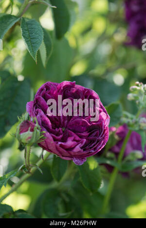 Eine Nahaufnahme eines tiefen rosa Rose Houghton Hall, King's Lynn, Norfolk Stockfoto
