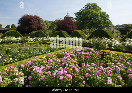 Rosa 'compte de Chambord' und Rosa 'iceberg' in der Rose parterre Houghton Hall, King's Lynn, Norfolk, Großbritannien Stockfoto