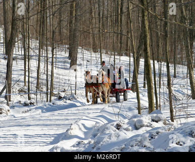 Ein Pferdewagen mit Familien an Bord geht durch einen Wald im Winter. Es gibt Schnee unter den Bäumen und auf der Straße ist es auf Reisen. Stockfoto