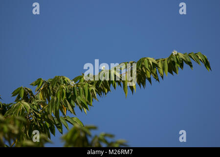 Weiß Blume der Westindische Kirsche oder Calabura, Marmelade Baum, jamaikanische Kirsche, Malaiische Cherry Stockfoto