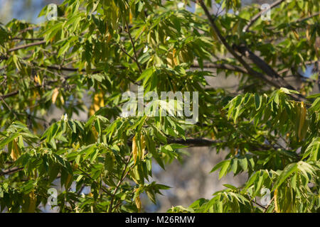 Grünes Blatt der Westindische Kirsche oder Calabura, Marmelade Baum, jamaikanische Kirsche, Malaiische Cherry Stockfoto