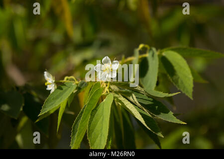 Weiß Blume der Westindische Kirsche oder Calabura, Marmelade Baum, jamaikanische Kirsche, Malaiische Cherry Stockfoto