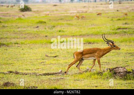 Impala isolieren in der Savanne Ebene von Amboseli Park in Kenia Stockfoto