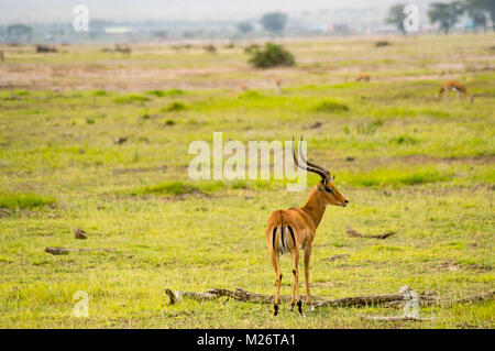 Impala isolieren in der Savanne Ebene von Amboseli Park in Kenia Stockfoto