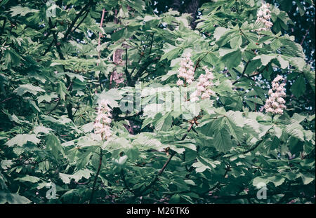 Auf den Ästen der Kastanienbäume blühen schöne weiße Blüten. Stockfoto