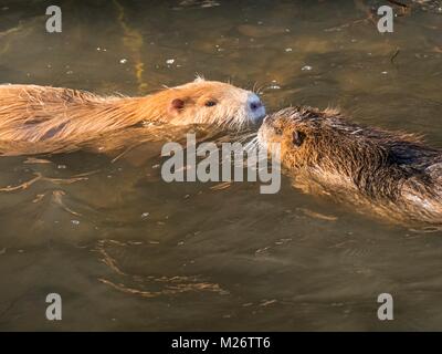 Nutrias, Orange, Zwei, Fluss Berounka, winter Stockfoto