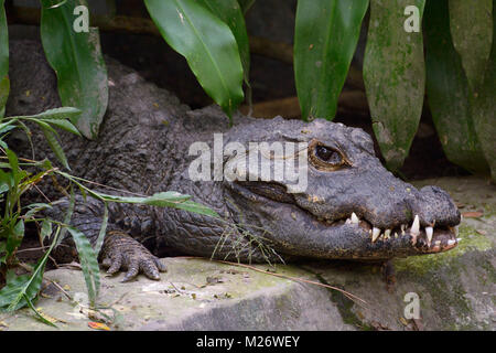 Alligator kriecht auf dem Boden Stockfoto