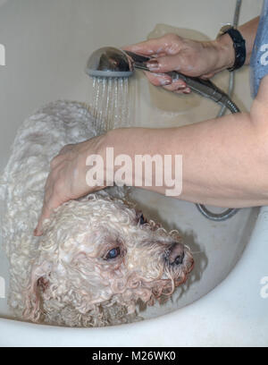 Frau waschen ihre weißen Curly Coated, Pedigree pet Bichon Frise Hund, in einer Badewanne zu Hause, mit warmem Seifenwasser. England, UK. Stockfoto