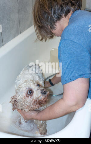 Frau waschen ihre weißen Curly Coated, Pedigree pet Bichon Frise Hund, in einer Badewanne zu Hause, mit warmem Seifenwasser. England, UK. Stockfoto