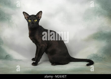 Schwarz Orientalisch Kurzhaar Katze, sitzend im Studio Stockfoto