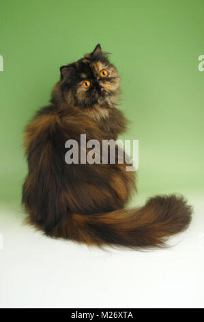 Schildpatt Perser Katze, sitzend Stockfoto