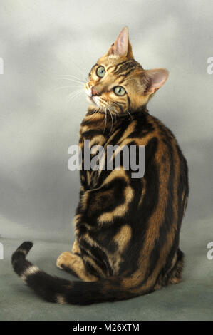 Junge mit braunem Marmor Bengalkatze Rückansicht Stockfoto