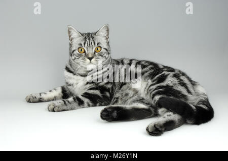 Silber Tabby Britisch Kurzhaar Katze liegend auf grauem Hintergrund Stockfoto