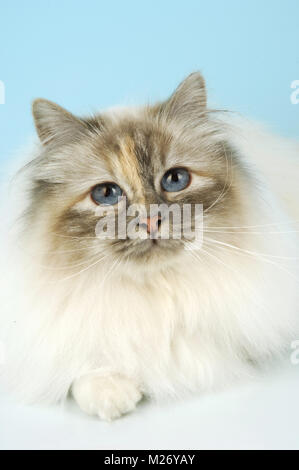 Blue Tortie tabby Birma portrait Stockfoto