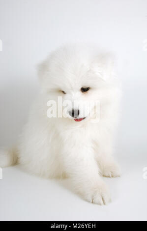 Süße 9 Wochen alte Bulldog Welpen sitzen auf weißem Hintergrund Stockfoto