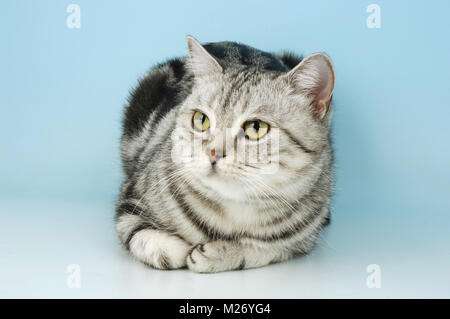 Silber Tabby Britisch Kurzhaar Katze liegend Stockfoto