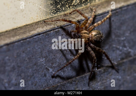 Ein Orb Weaver Spider Makroaufnahme in einem industriellen Umfeld auf Stahl oder Aluminium Fensterrahmen. Tropfen Tau sind in die Spinnen angesammelte Haare. Stockfoto