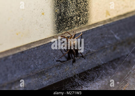 Ein Orb Weaver Spider Makroaufnahme in einem industriellen Umfeld auf Stahl oder Aluminium Fensterrahmen. Tropfen Tau sind in die Spinnen angesammelte Haare. Stockfoto