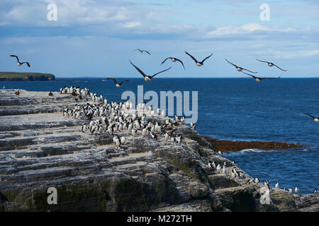 Große Gruppe von Imperial Shag (Phalacrocorax albiventer atriceps) an der Küste der trostlosen Insel auf den Falklandinseln Stockfoto