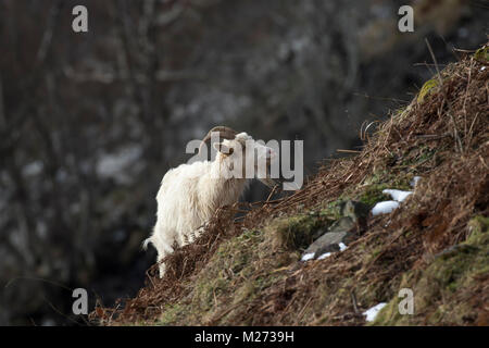 Wilde Ziege, Karpatenziege, wild, Kindermädchen und Kinder Beweidung, Nahrungssuche auf felsigen Abhang in die Cairngorm National Park im Winter, Februar. Stockfoto