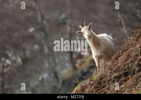 Wilde Ziege, Karpatenziege, wild, Kindermädchen und Kinder Beweidung, Nahrungssuche auf felsigen Abhang in die Cairngorm National Park im Winter, Februar. Stockfoto