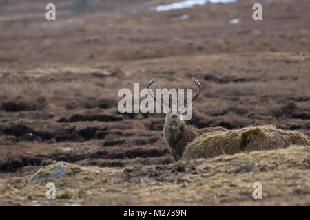 Rotwild, Cervus elaphus, wild im Glen Cairngorm National Park Schottland, im Winter im Februar, Beweidung, Nahrungssuche auf Heather Glen am Boden. Stockfoto