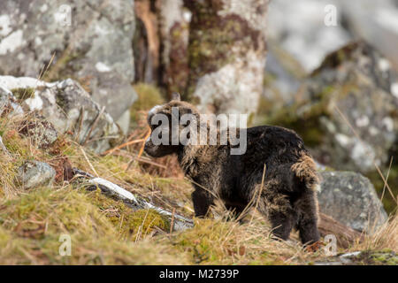 Wilde Ziege, Karpatenziege, wild, Kindermädchen und Kinder Beweidung, Nahrungssuche auf felsigen Abhang in die Cairngorm National Park im Winter, Februar. Stockfoto