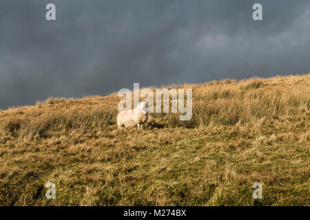 Einsame Schafe auf einem Hang in der Grwyne Fawr Tal, Schwarze Berge Stockfoto